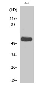 c-Src (phospho Tyr419) Rabbit Polyclonal Antibody
