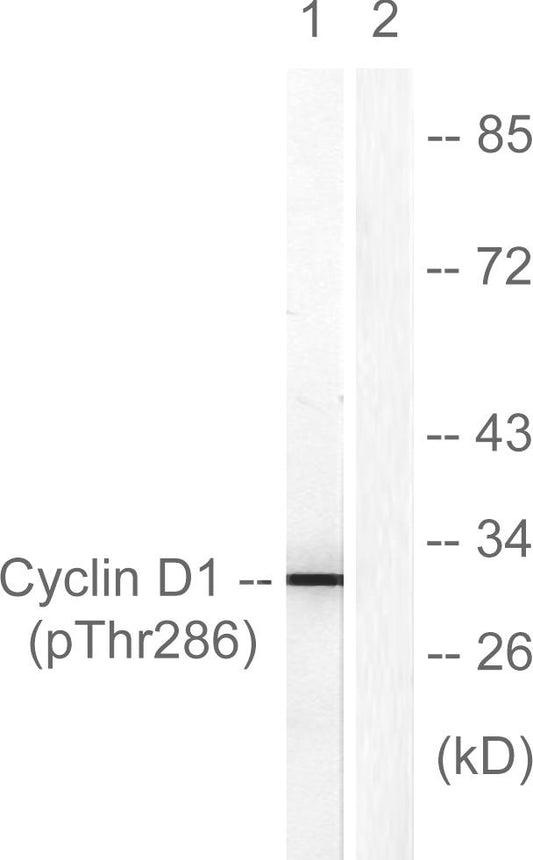 Cyclin D1 (phospho Thr286) Rabbit Polyclonal Antibody