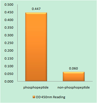EGFR (phospho Ser1026) Rabbit Polyclonal Antibody