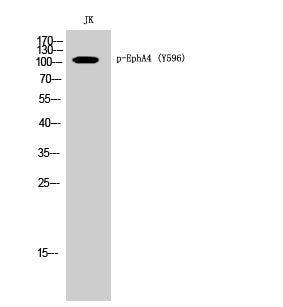 EphA4 (phospho Tyr596) Rabbit Polyclonal Antibody
