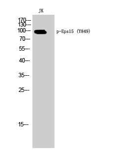 Eps15 (phospho Tyr849) Rabbit Polyclonal Antibody