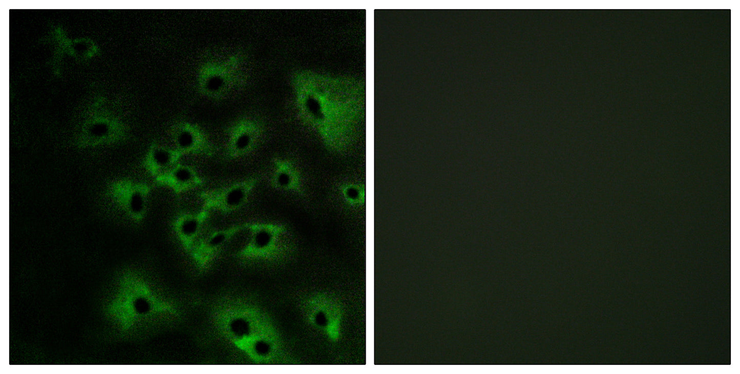ErbB-4 (phospho Tyr1284) Rabbit Polyclonal Antibody