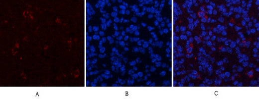 ERK 1/2 (phospho Thr202/Y204) Rabbit Polyclonal Antibody
