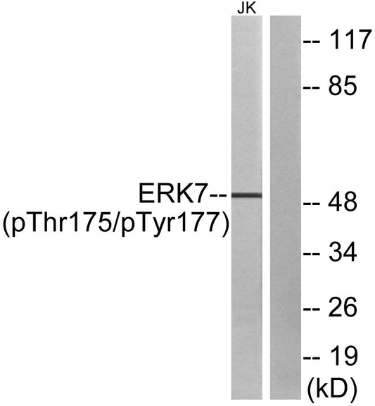 ERK 8 (phospho Thr175/Y177) Rabbit Polyclonal Antibody