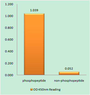 FAK (phospho Tyr925) Rabbit Polyclonal Antibody
