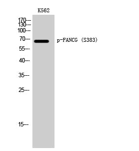 FANCG (phospho Ser383) Rabbit Polyclonal Antibody