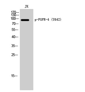 FGFR-4 (phospho Tyr642) Rabbit Polyclonal Antibody