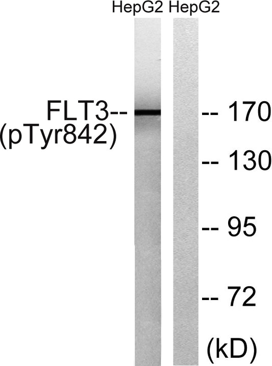 Flt-3 (phospho Tyr842) Rabbit Polyclonal Antibody