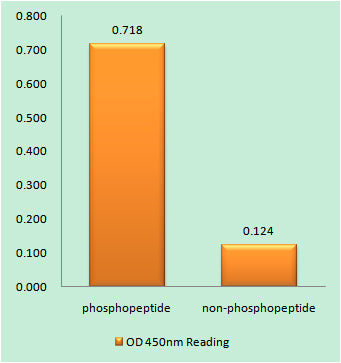FoxO4 (phospho Ser262) Rabbit Polyclonal Antibody