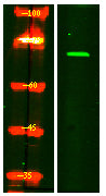 FRS2-α (phospho-Tyr196) Rabbit Polyclonal Antibody
