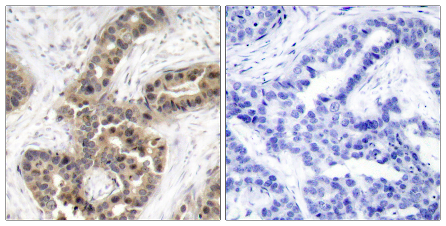G3BP1 (phospho Ser232) Rabbit Polyclonal Antibody
