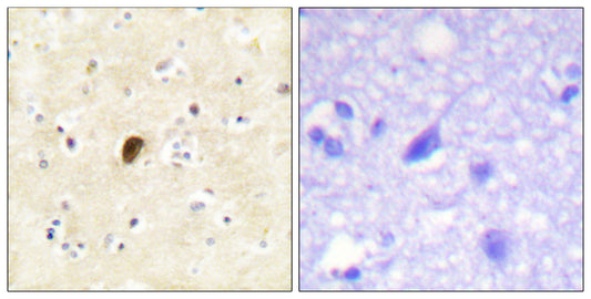 GluR4 (phospho Ser862) Rabbit Polyclonal Antibody