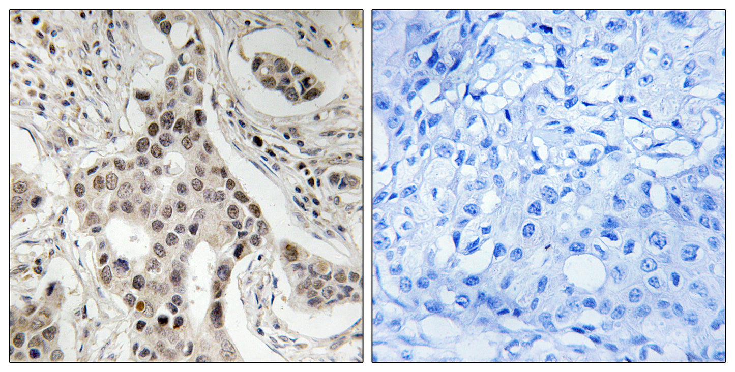 GRIP-1 (phospho Ser736) Rabbit Polyclonal Antibody