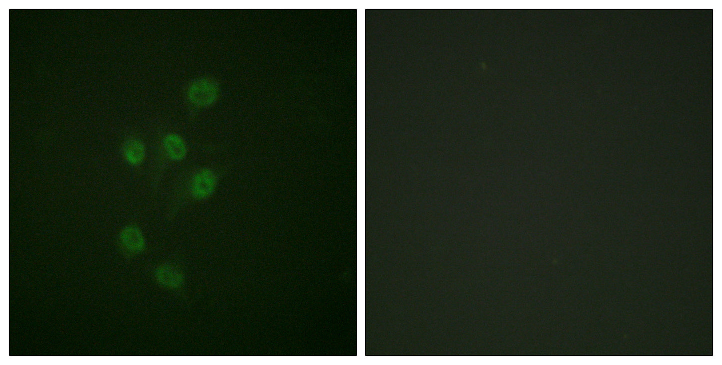HDAC3 (phospho Ser424) Rabbit Polyclonal Antibody
