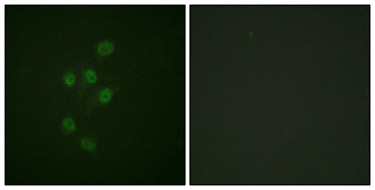 HDAC3 (phospho Ser424) Rabbit Polyclonal Antibody