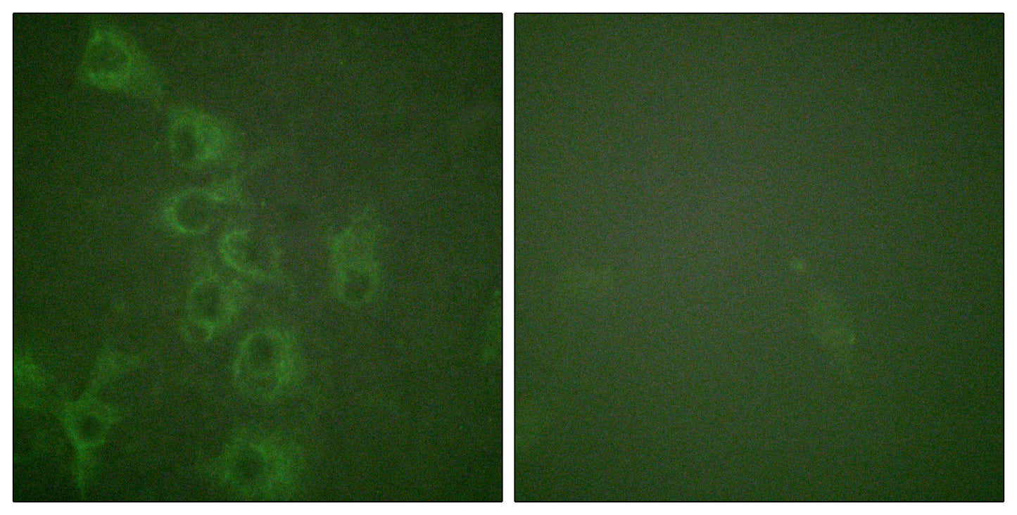 Histamine H1 Receptor (phospho Ser398) Rabbit Polyclonal Antibody