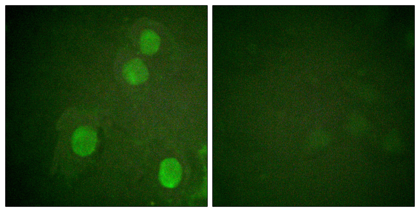 Histone H4 (phospho Ser47) Rabbit Polyclonal Antibody