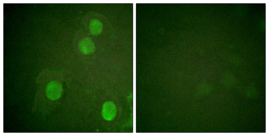 Histone H4 (phospho Ser47) Rabbit Polyclonal Antibody
