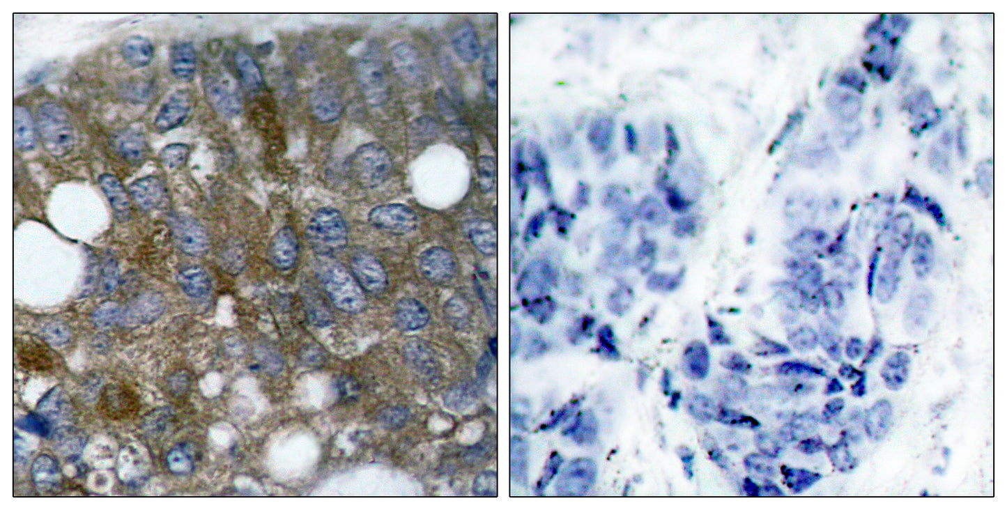 HSP27 (phospho Ser15) Rabbit Polyclonal Antibody