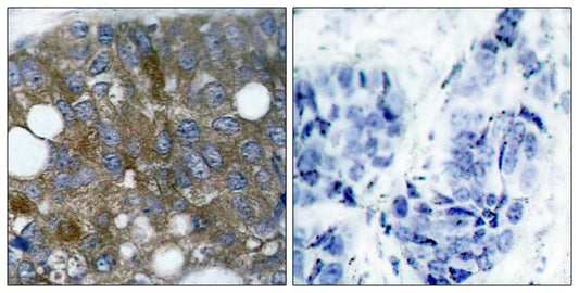 HSP27 (phospho Ser15) Rabbit Polyclonal Antibody