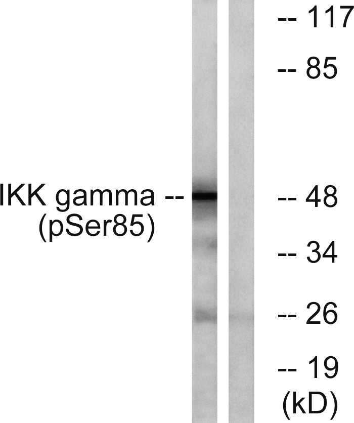 IKKγ (phospho Ser85) Rabbit Polyclonal Antibody