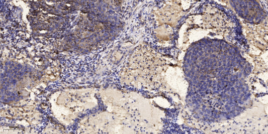 IRF-7 (phospho-Ser477)  Rabbit Polyclonal Antibody