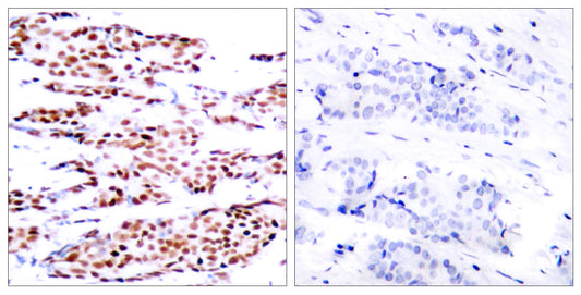 Jun B (phospho Ser79) Rabbit Polyclonal Antibody