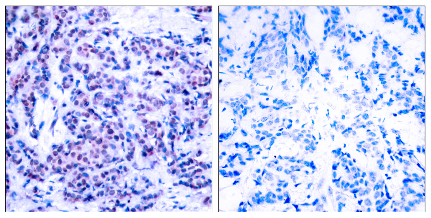 Jun D (phospho Ser255) Rabbit Polyclonal Antibody