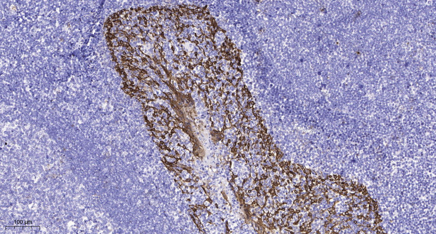Kv4.2 (phospho Ser616) Rabbit Polyclonal Antibody