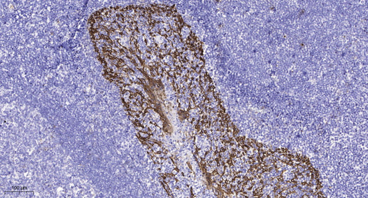 Kv4.2 (phospho Ser616) Rabbit Polyclonal Antibody