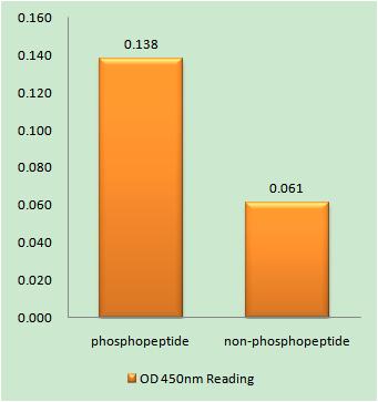 MDC1 (phospho Ser513) Rabbit Polyclonal Antibody