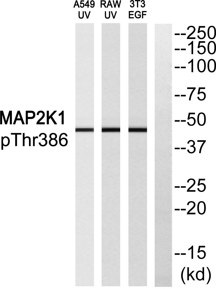 MEK-1 (phospho Thr386) Rabbit Polyclonal Antibody