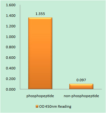 Met (phospho Tyr1349) Rabbit Polyclonal Antibody