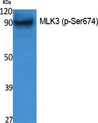 MLK3 (phospho Ser674) Rabbit Polyclonal Antibody