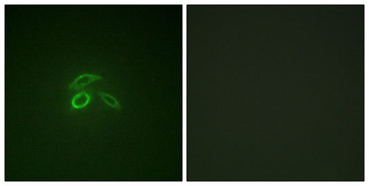 Mucin 1 (phospho Tyr1229) Rabbit Polyclonal Antibody