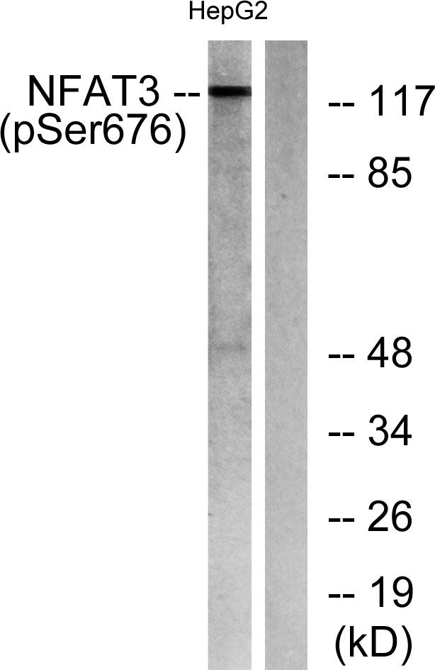 NFATc4 (phospho Ser676) Rabbit Polyclonal Antibody