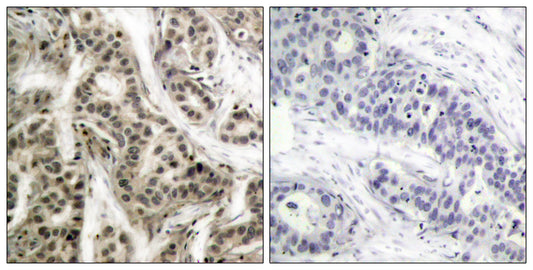 NFκB-p105/p50 (phospho Ser337) Rabbit Polyclonal Antibody