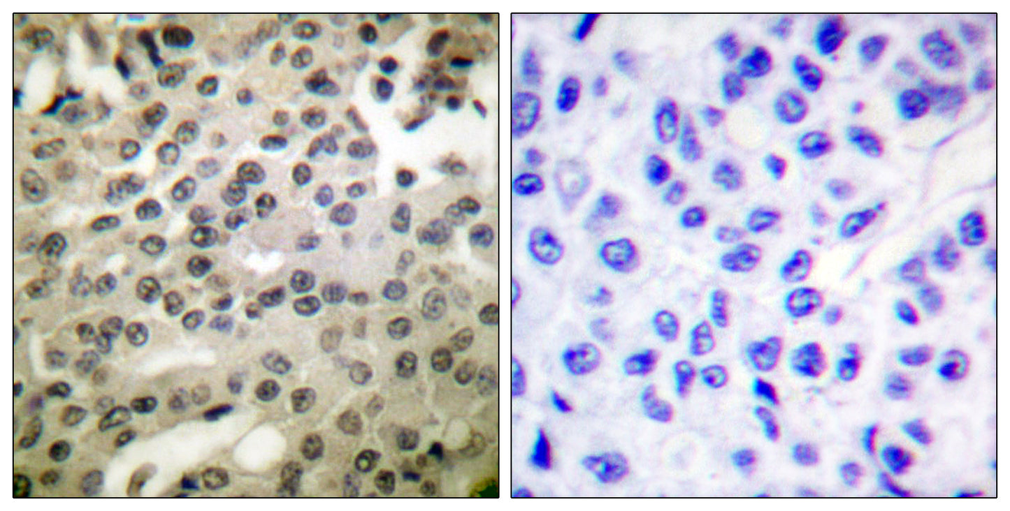NFκB-p105/p50 (phospho Ser337) Rabbit Polyclonal Antibody
