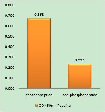 p53 (phospho Ser376) Rabbit Polyclonal Antibody