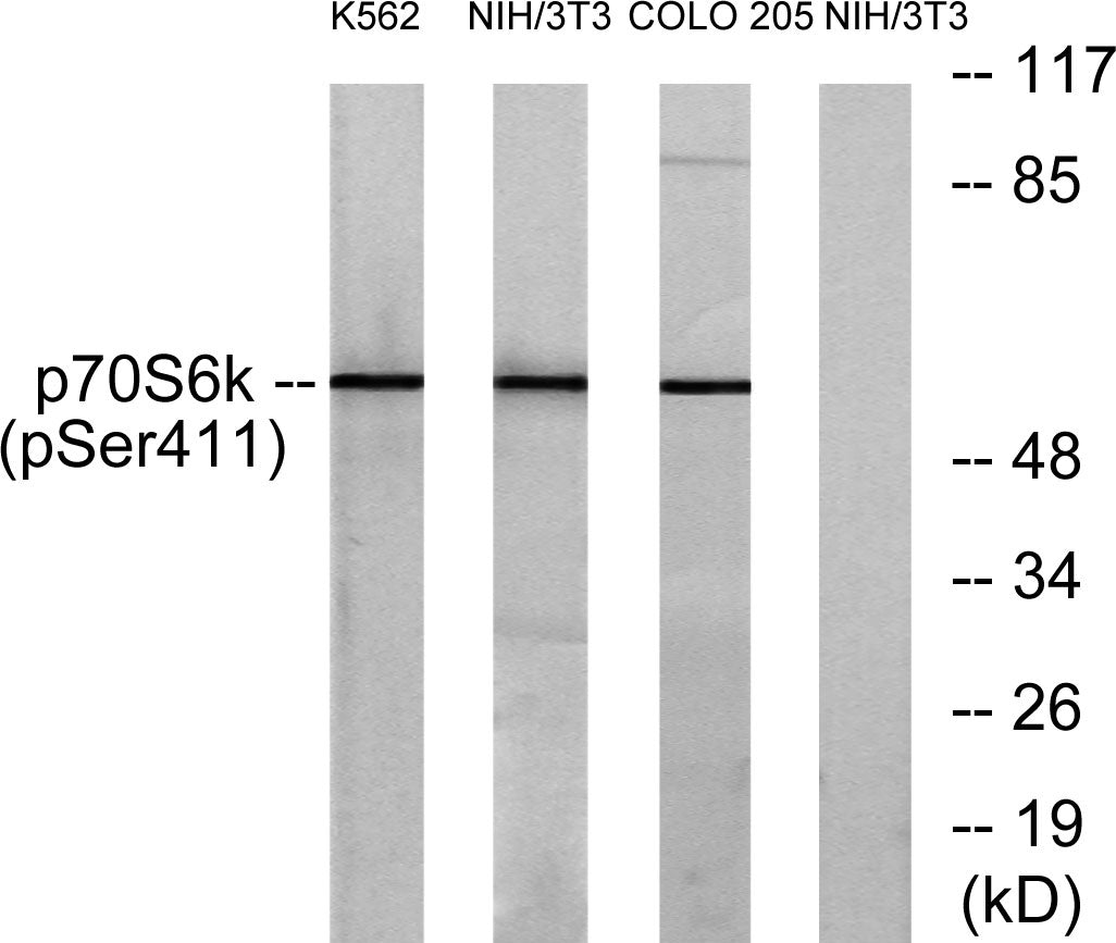 p70 S6 kinase α (phospho Ser434) Rabbit Polyclonal Antibody