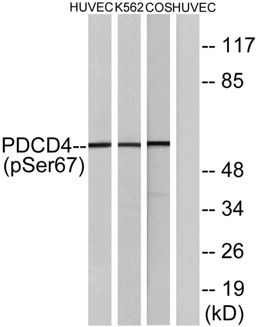 Pdcd-4 (phospho Ser67) Rabbit Polyclonal Antibody