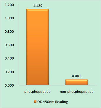 PDK1 (phospho Tyr9) Rabbit Polyclonal Antibody