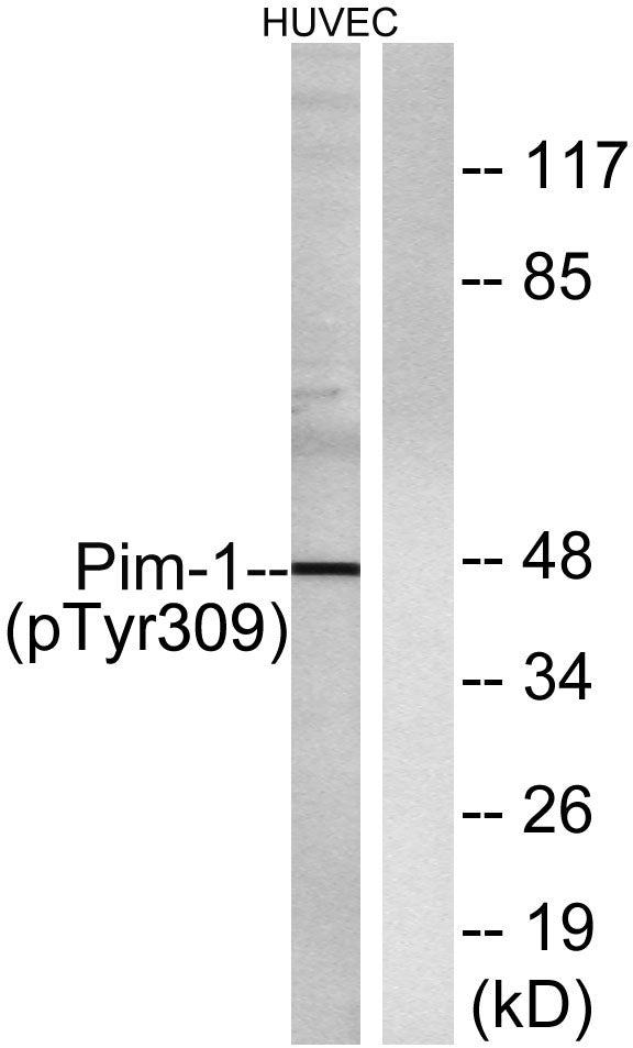 Pim-1 (phospho Tyr309) Rabbit Polyclonal Antibody