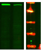PKD2 (phospho Ser812) Rabbit Polyclonal Antibody