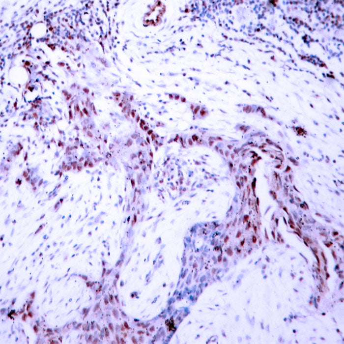 PR (phospho Ser190) Rabbit Polyclonal Antibody