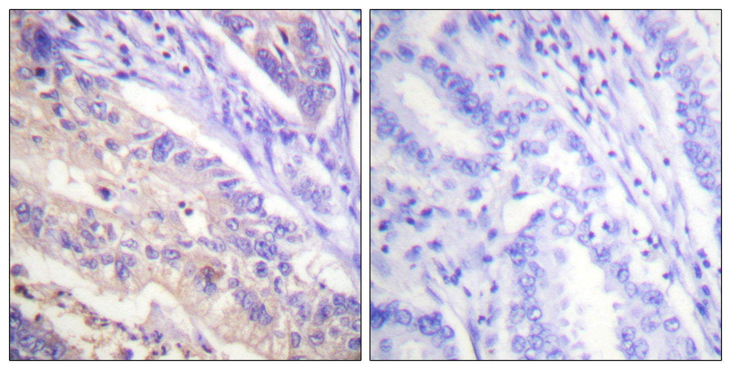 PTEN (phospho Ser385) Rabbit Polyclonal Antibody