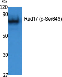 Rad17 (phospho Ser646) Rabbit Polyclonal Antibody