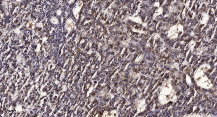 Rad50 (phospho-Ser635) Rabbit Polyclonal Antibody