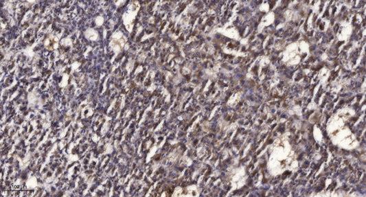 Rad50 (phospho-Ser635) Rabbit Polyclonal Antibody