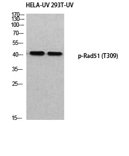 Rad51 (phospho Thr309) Rabbit Polyclonal Antibody